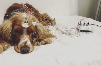 Sleep-dependent learning in dogs