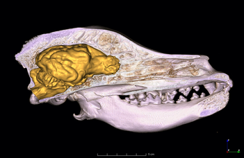 The brains of modern dog breeds are larger than those of ancient breeds