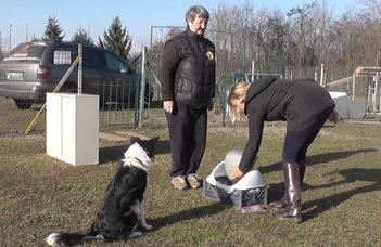 A kutyák próbálják kitalálni, mit is várunk tőlük és miért