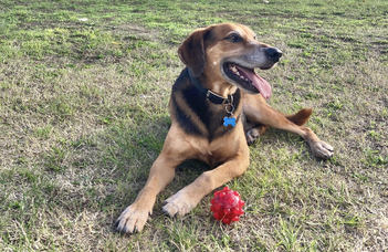 The resourceful mixed-breed dogs: a story about social learning and body-size representation