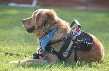 Assistance and therapy dogs are better problem solvers