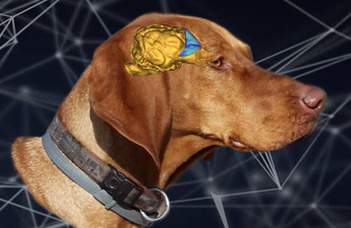 Canine DNA, Skull, Brain, and Tissue Bank