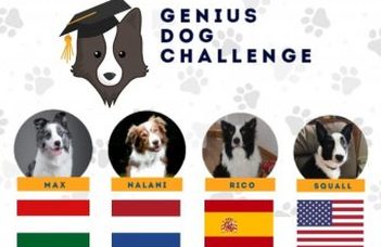 The world’s smartest dog