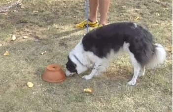 Training level and personality affect border collies’ success in a simple olfactory task