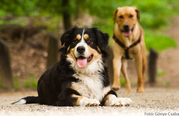 Purebred vs. Mixed-Breed Dogs: what is the difference?