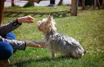 Kutyakiképzési módszerek – mit mond a tudomány?