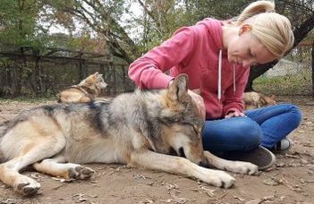Wolves attached – Adult wolves miss their human handler