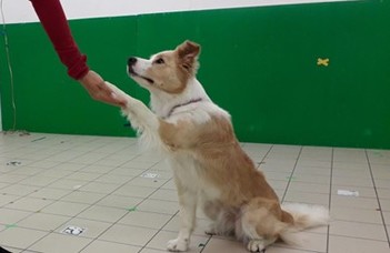 Rewarding dogs with praise and petting helps them learn more efficiently