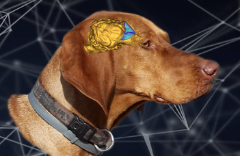Kutya DNS, koponya agy- és szövetbank