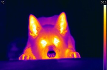 Infrared sensing in dogs’ nose