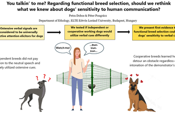 “Hozzám szóltál?” - A kutyafajtától függ, van-e hatása az emberi beszédnek