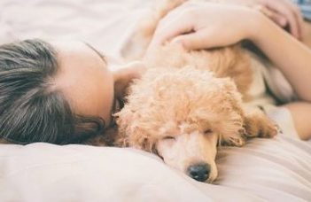 Different levels of dog-owner bond are reflected in dogs’ sleep