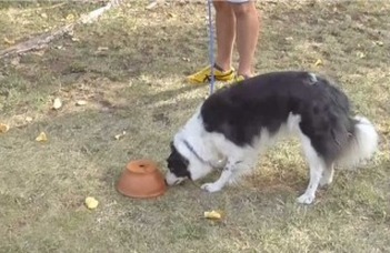 A személyiség és tréningezettség befolyásolja border collie-k szaglási teljesítményét
