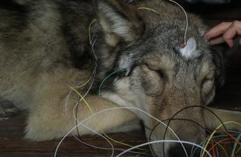 Do wolves sleep like dogs?