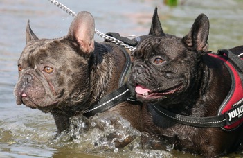 Winning by a Nose: Dog Behavior is Linked to Head Shape