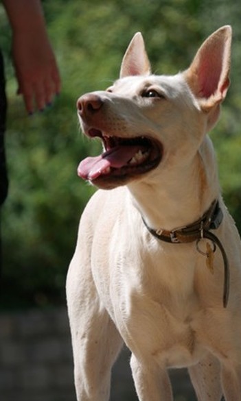 Why you should (not) get a dog: the pros and cons of dog ownership