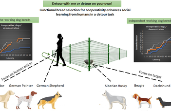 Would you detour with me? – Well, that depends on the dog breed!