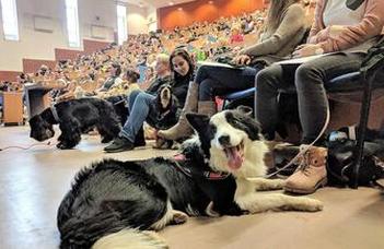 Dog Ethology Conference
