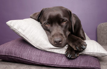 “First-night effect” in dogs How well would you sleep in a sleep lab?
