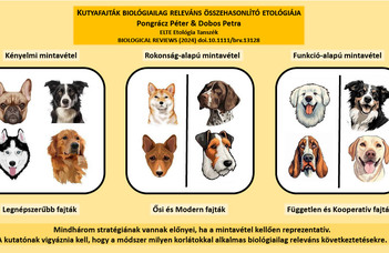 Kutyafajták összehasonlító etológiája