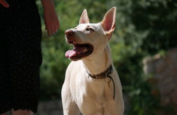 Why you should (not) get a dog: the pros and cons of dog ownership