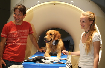 Dog brains process both what we say and how we say it