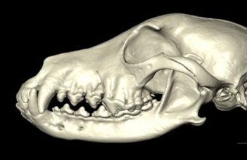 Comparing canine brains using 3D-endocast modelling