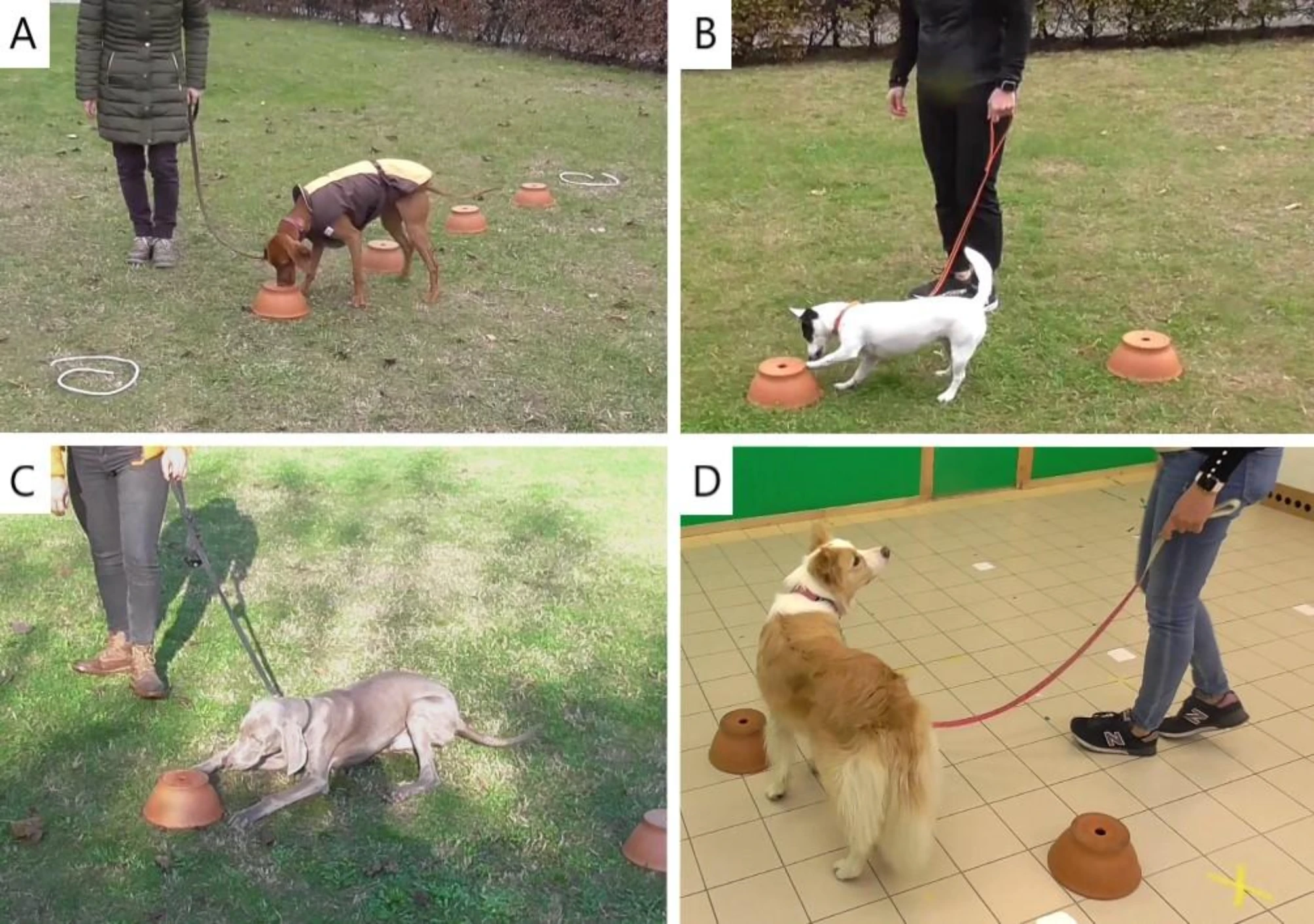 Surprising differences in breed performance in a simple olfactory task