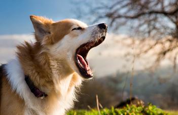 The impact of dog barking - do we sympathise or worry?