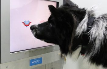 Dogs and computers